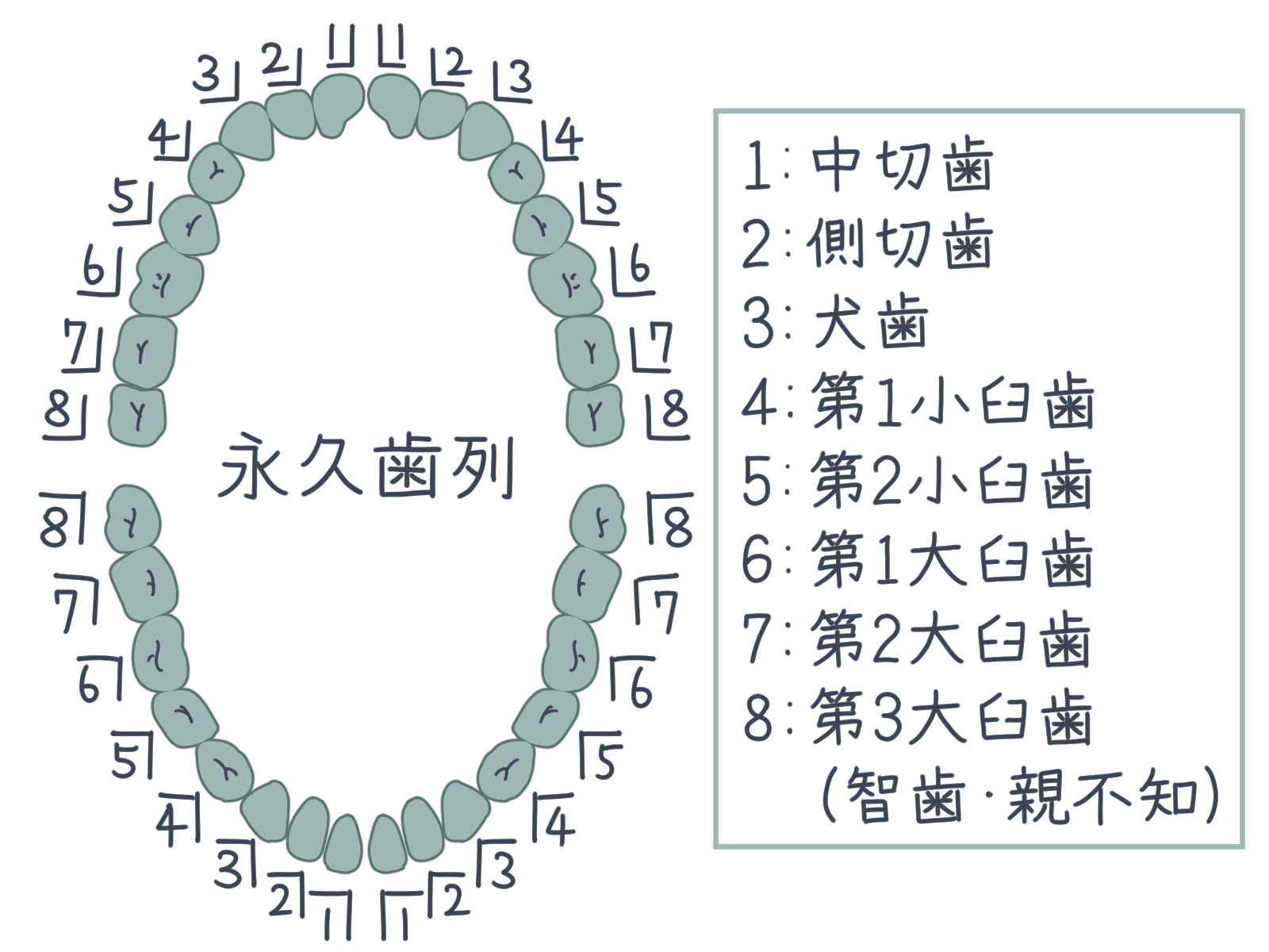 歯を大事にしましょう